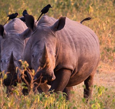 1-DAY-Ziwa-Rhino-Sanctuary