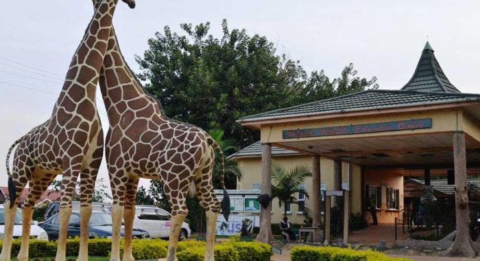 1 Day Behind the Scenes Entebbe Zoo