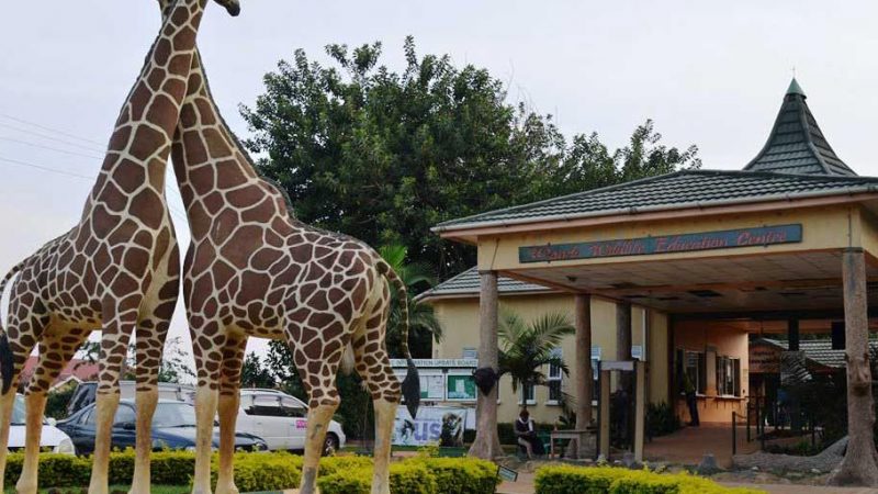 1 Day Behind the Scenes Entebbe Zoo 1 Day Behind the Scenes Entebbe Zoo