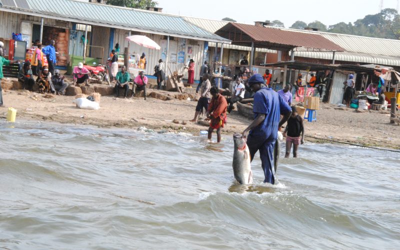 1 Day Fishing on Lake Victoria Uganda 1 Day Fishing on Lake Victoria Uganda