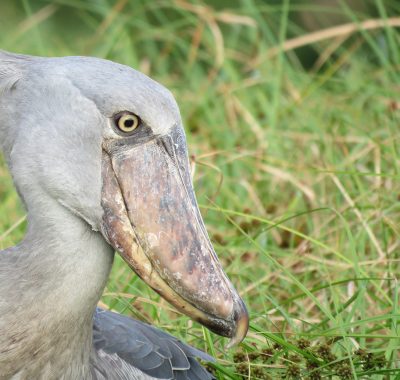 1-Day-Mabamba-Swamp-Shoe-Bill-Boat-Excursion-