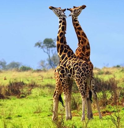 10-Days-Best-Of-Uganda-Safaris-Tours-3