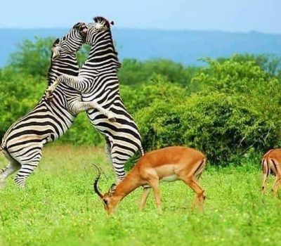 10-Days-Best-of-ganda-Prime-