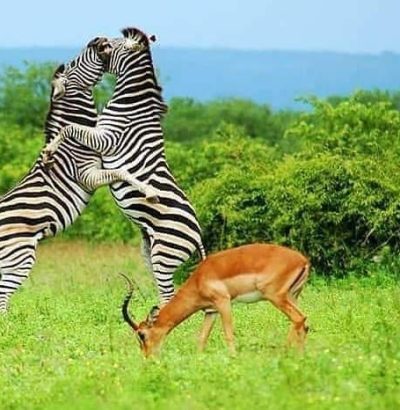 10-Days-Best-of-ganda-Prime-