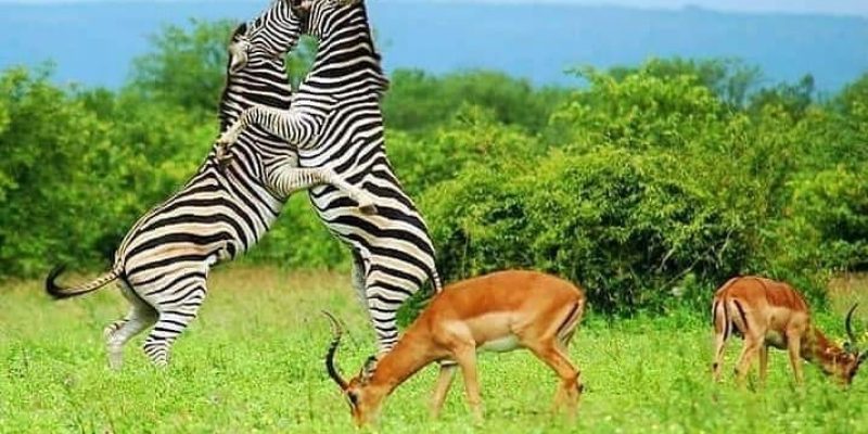 10-Days-Best-of-ganda-Prime-