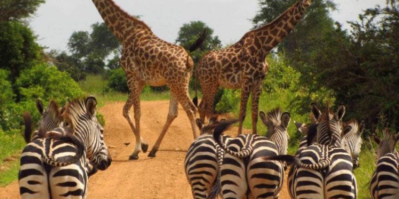 10 Days East and Northern Uganda Wild Safariss