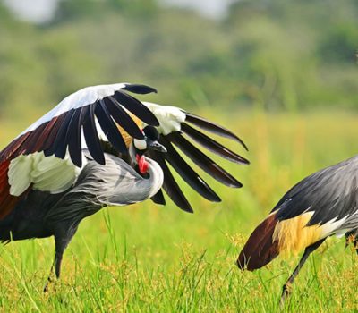 11 days birding safaris in uganda