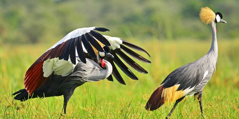 11 days birding safaris in uganda