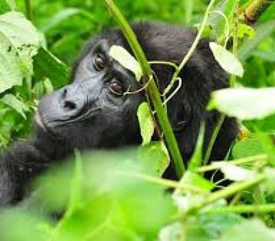 14 days best of Uganda