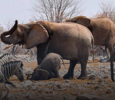 17 days best of uganda