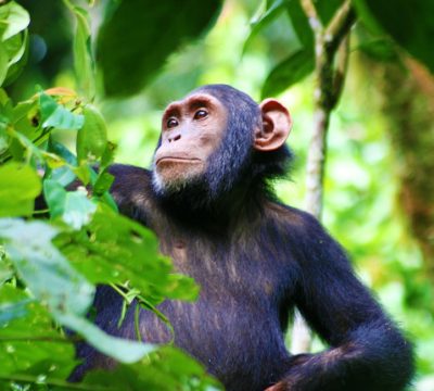 2-DAYS-CHIMP-SAFARI-KIBALE-Np2