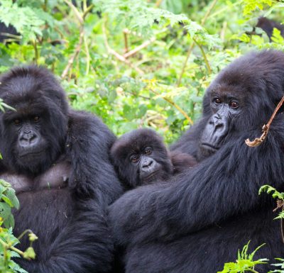 2-Day-Gorilla-Trekking-in-Bwindi-forest-from-Kigali-Rwanda-–-Ugandapic
