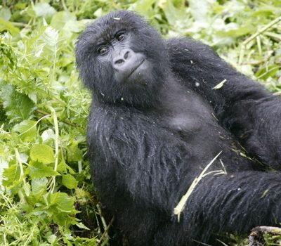 3-Day-Bwindi-Gorilla-Trekking-fly-pic