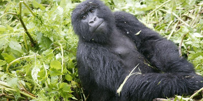3-Day-Bwindi-Gorilla-Trekking-fly-pic