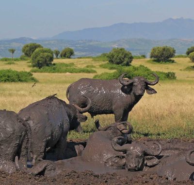 3 Day Queen Elizabeth National Park Safari