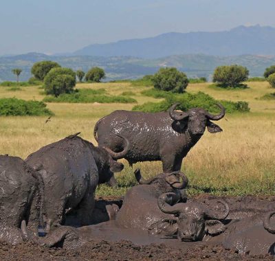 3 Day Queen Elizabeth National Park Safari