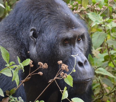 3-Days-Giant-Gorilla-Trekking-Experiencepng