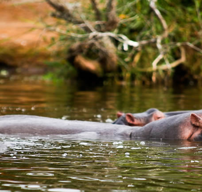 3-Days-Lake-Mburo-National