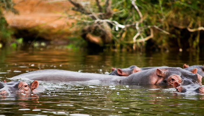 3-Days-Lake-Mburo-National