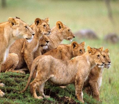 BRA778 PRIDE OF LIONS ON GRASSY MOUND MASAI MARA GAME RESERVE KENYA AFRICA