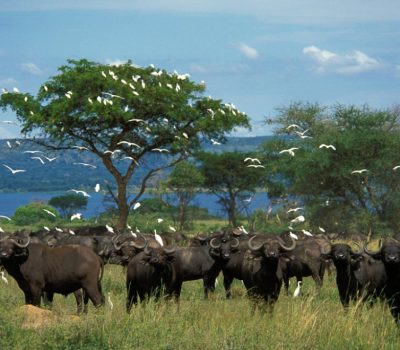 3 Days Murchison Falls National Park Safari2