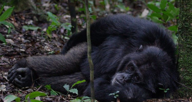 3-Days-Murchison-Falls-Wildlife-Safari-with-Budongo-Chimp-de 3-Days-Murchison-Falls-Wildlife-Safari-with-Budongo-Chimp-de