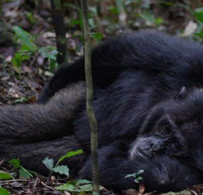 3-Days-Murchison-Falls-Wildlife-Safari-with-Budongo-Chimp-de