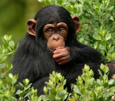 3-Days-Ngamba-Island-Chim