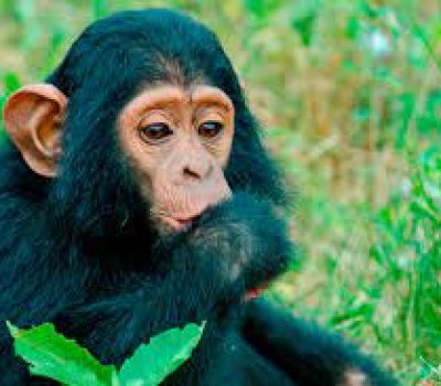 3-Days-Ngamba-Island-Chimpanze