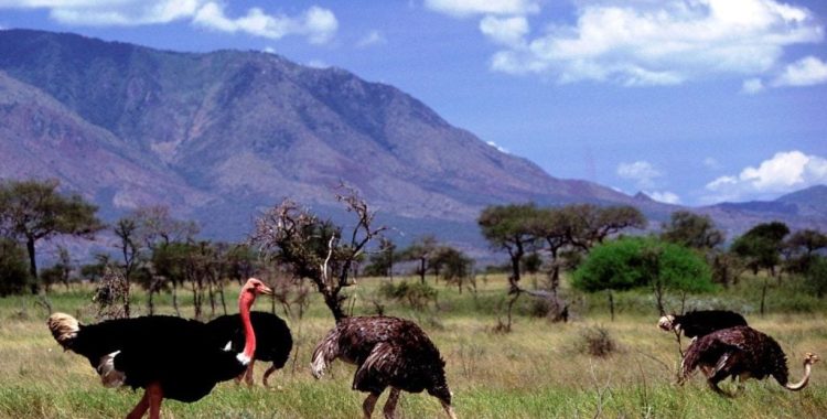 4-Days-kidepo-Valley-National-Park-Road