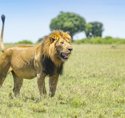 4 day wild life Queen Eliza