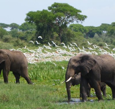 5 Days Chimpanzee Trekking and Wildlife Safari Uganda @ f i