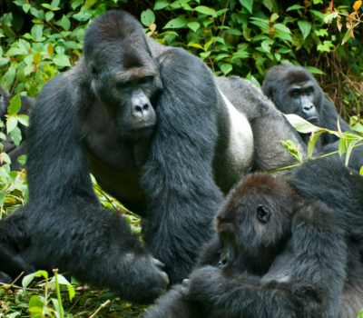 5 days gorilla tracking