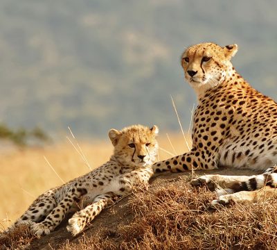 8-Days-Eastern-Northern-Uganda-Wild