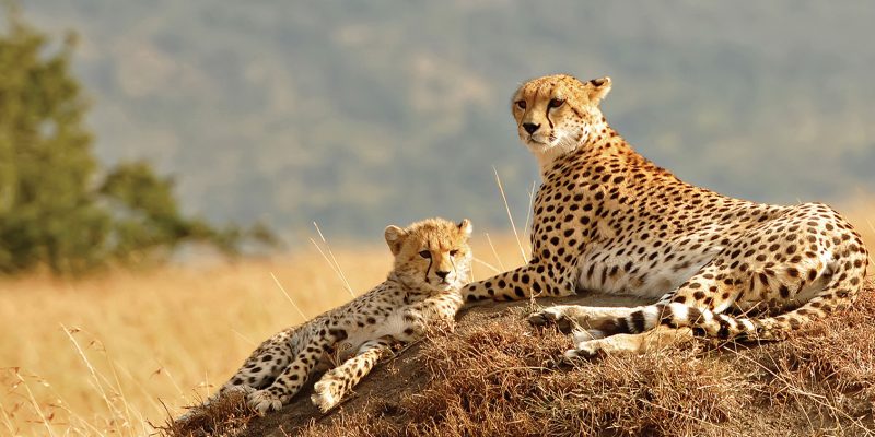 8-Days-Eastern-Northern-Uganda-Wild