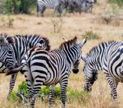 8 day ddduganda prime