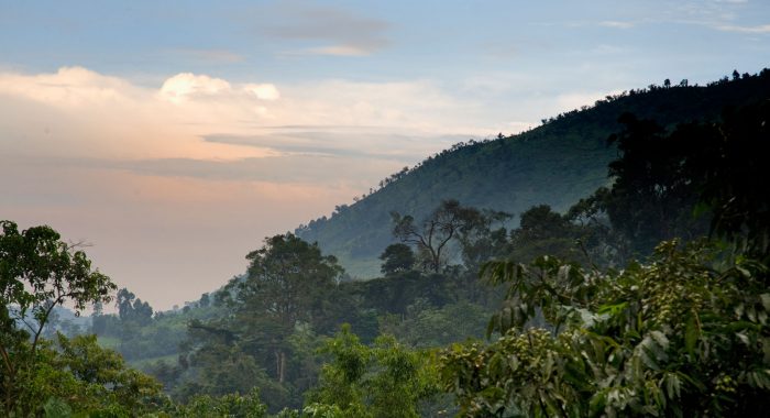 Bwindi impenetrable Bwindi impenetrable