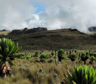 Elgon
