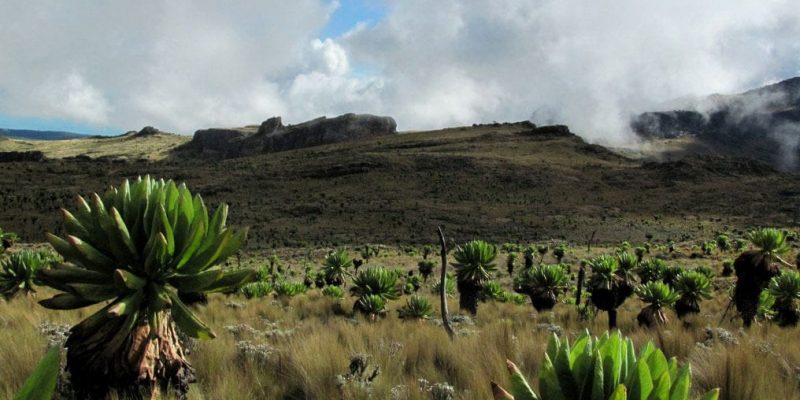 Elgon Elgon