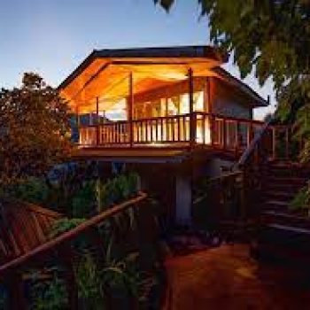 Gorilla Close-up Lodge