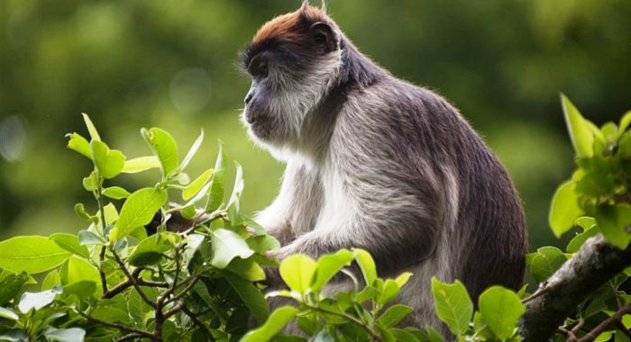 Kibale Forest National Park