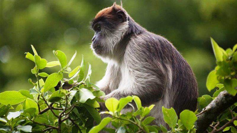 Kibale Forest National Park