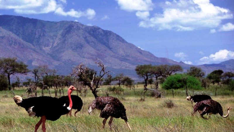 Kidepo Valley National Park