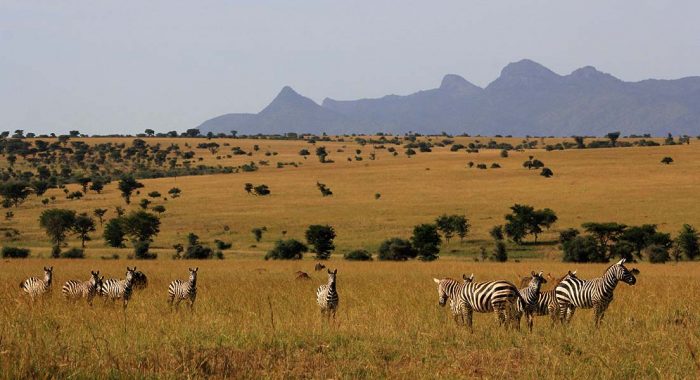 Lake Mburo National Park Lake Mburo National Park