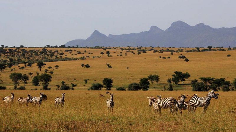 Lake Mburo National Park Lake Mburo National Park