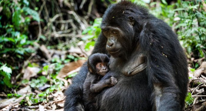 Mgahinga Gorilla National park
