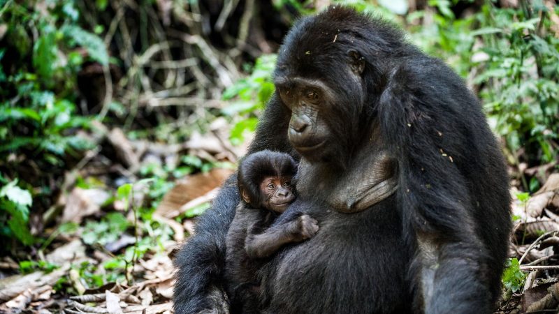 Mgahinga Gorilla National park Mgahinga Gorilla National park