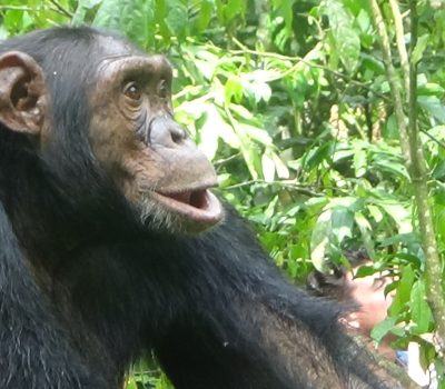 Ngamba Isand chimp