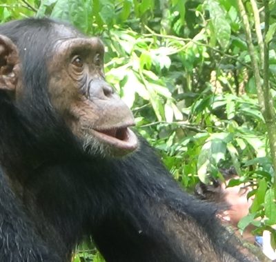 Ngamba Isand chimp