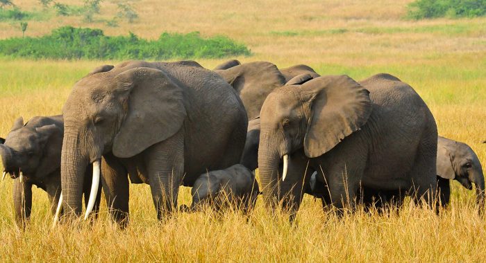 Queen Elizabeth National Park Queen Elizabeth National Park